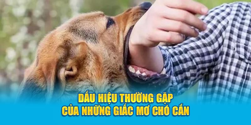 Dấu hiệu thường gặp của những giấc mơ chó cắn