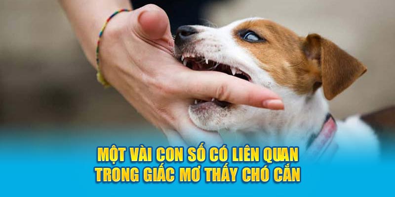 Một vài con số có liên quan trong giấc mơ thấy chó cắn